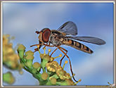 Syrphe